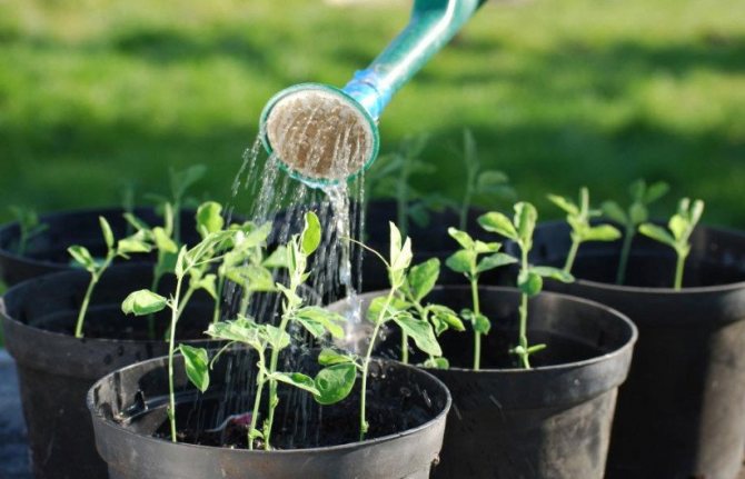 Watering pepper seedlings