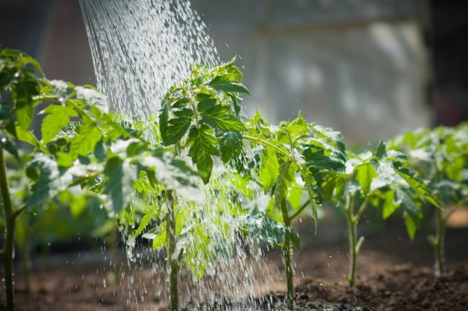 Watering tomato seedlings