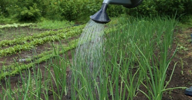 Watering with iodine solution