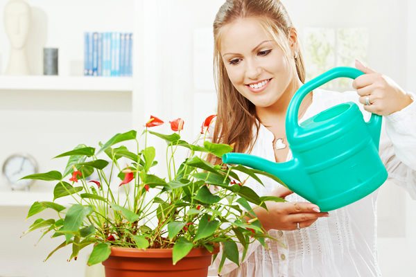 Penyiraman anthurium harus banyak, tetapi tidak terlalu kerap, dan pada hari-hari panas diperlukan penyiraman tanaman kira-kira tiga kali seminggu dengan air suam dan menetap