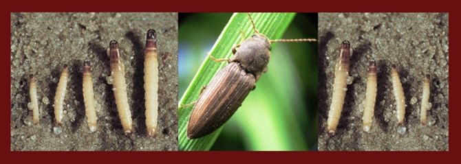 Раираният ядков бръмбар и неговата ларва на телени червеи