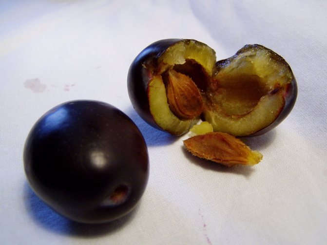 halved plum and pits