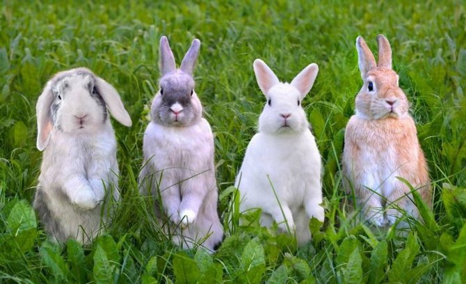 Puberty of rabbits