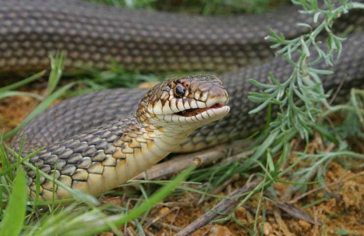 Serpent à ventre jaune