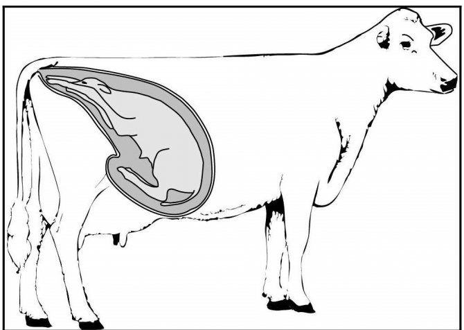 Position fœtale avant le vêlage