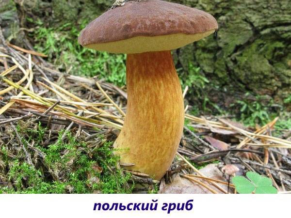 polské houby
