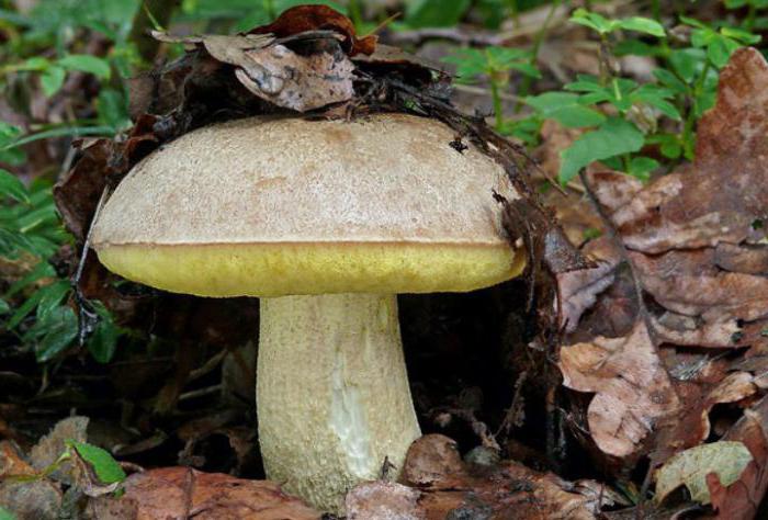 semi-white edible mushroom