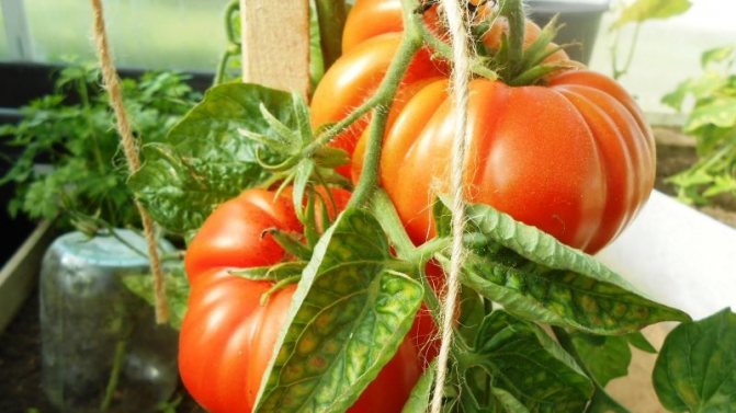 '' Nous obtenons une récolte riche même dans des conditions météorologiques défavorables, en cultivant une tomate