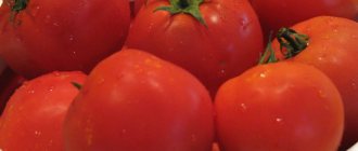 'Kami mendapat hasil yang tinggi dengan kos dan risiko minimum, menanam "Kolkhoz menghasilkan" tomato "lebar =" 800