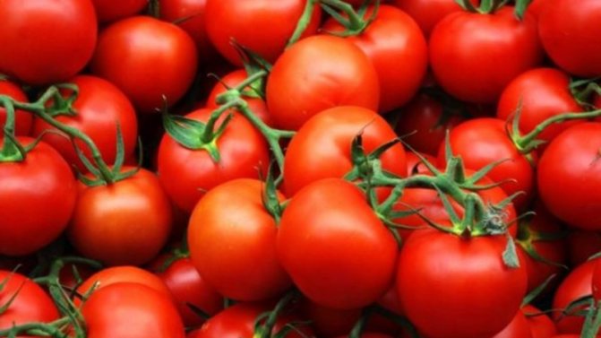 '' Kami mendapat hasil yang tinggi dengan kos dan risiko minimum, menanam sebiji tomato