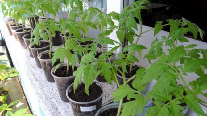 '' We get a high yield with minimal costs and risks by growing a tomato
