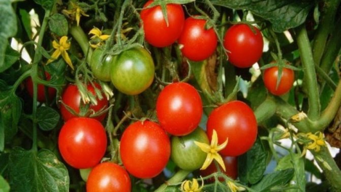 '' نحصل على محصول مرتفع بأقل التكاليف والمخاطر ، ونزرع الطماطم