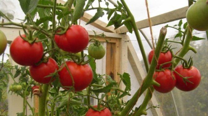 '' We get a high yield with minimal costs and risks by growing a tomato