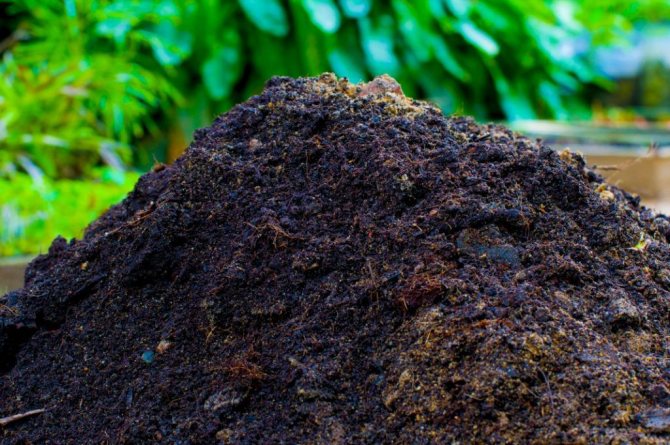 Half-ripe manure is much safer than fresh manure, but still quite aggressive
