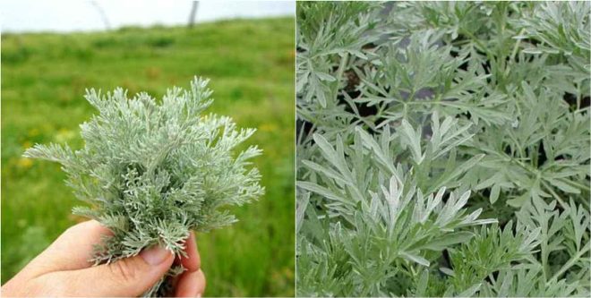 Wormwood against parasites how to take