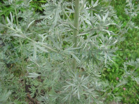 Wormwood contains saponins phytnocides glycocides and other beneficial substances