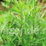 Wormwood: types, description and properties