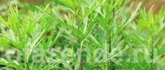 Wormwood: types, description and properties