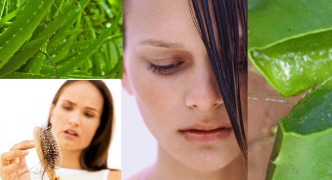 The benefits of aloe for hair