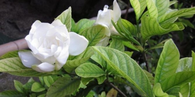 The benefits of gardenia