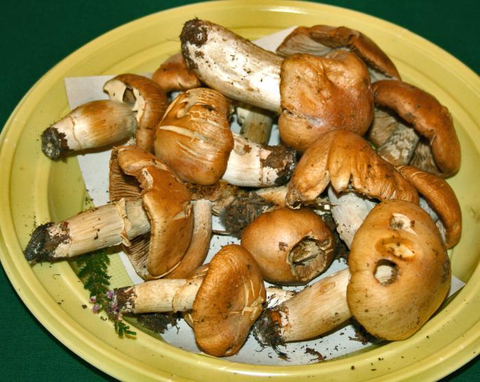 The benefits of mushrooms