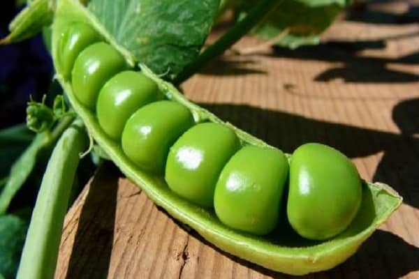 the benefits and harms of peas
