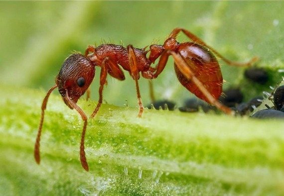 Fördelarna och skadorna hos myror i trädgården och i trädgården