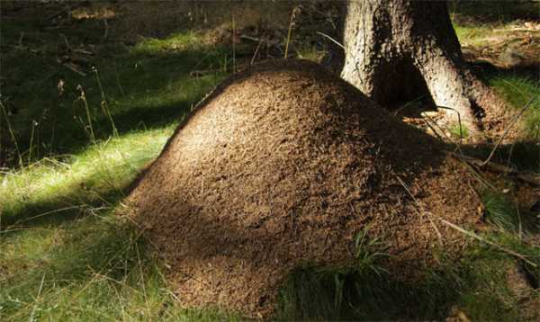 Ползите и вредите от мравките в градината и в градината