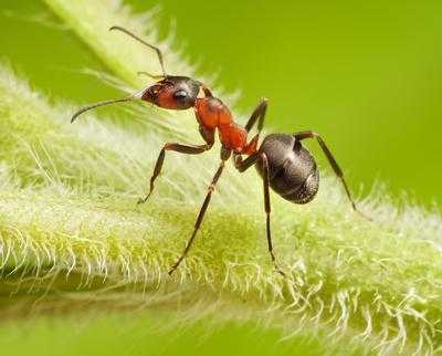 Fördelarna och skadorna hos myror i trädgården och i trädgården
