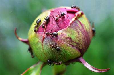 فوائد ومضار النمل في البستان والحديقة