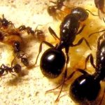 فوائد ومضار النمل في البستان والحديقة