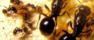 Ползите и вредите от мравките в градината и в градината