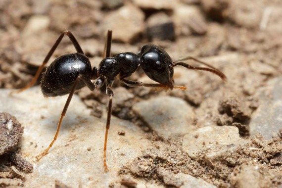 Beneficiile și daunele furnicilor din grădină și din grădină