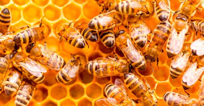 Ползите и вредите от пчелния мед в пити