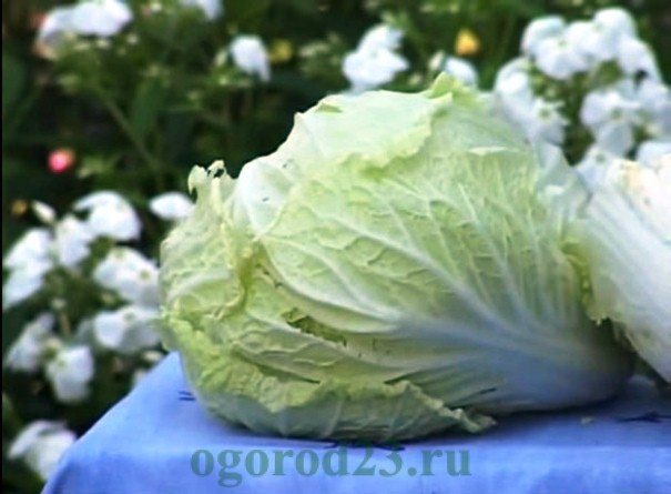 the benefits and harms of Chinese cabbage
