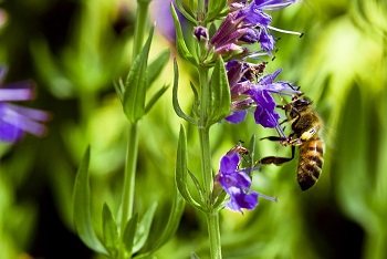 The benefits and harms of hyssop herb for human health - highlights