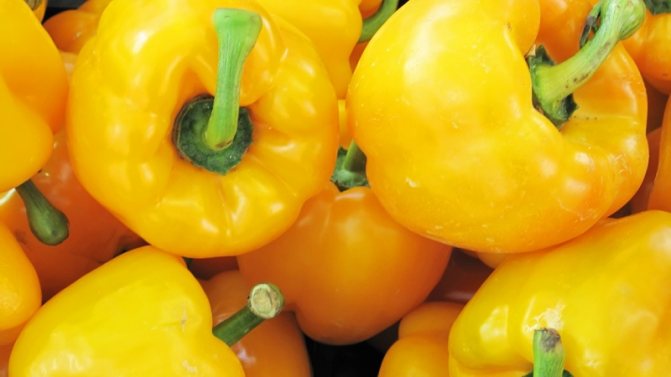 Beneficiile și daunele ardeiului dulce galben și există o diferență între culorile legumelor