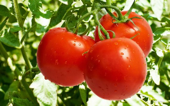 The benefits of red tomatoes