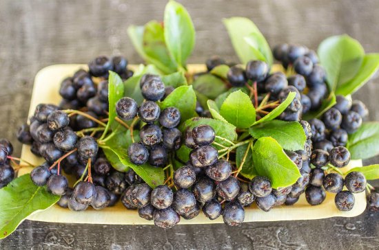 The benefits of chokeberry leaves