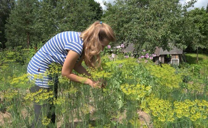 The benefits of dill for women