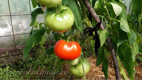 Výhody zelených rajčat