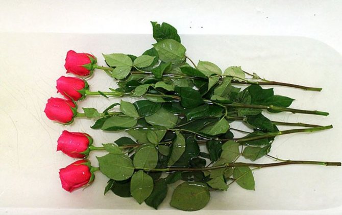 Placera rosor i ett badkar med vatten för längre förvaring