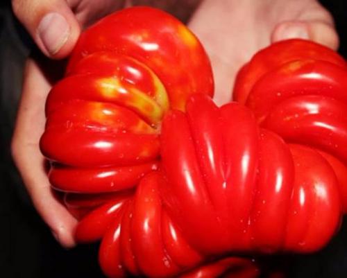 Fructe sau legume de roșii. Roșie: este o boabă, o legumă sau un fruct?