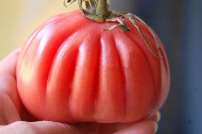Tomato Seratus paun