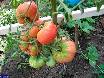 tomatoes-wonder-earth-photos