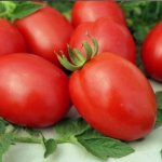 Tomato De Barao sangat sesuai untuk tumbuh di Siberia
