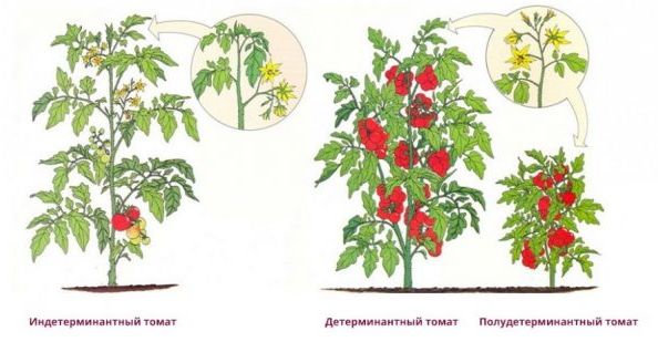 Determinant and indeterminate tomatoes