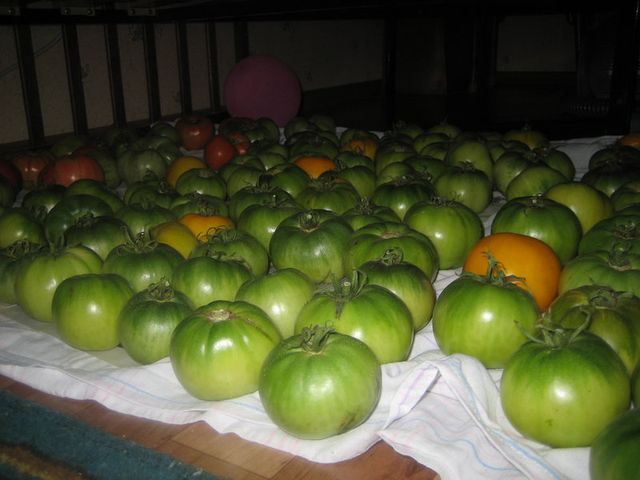 узряване на домати