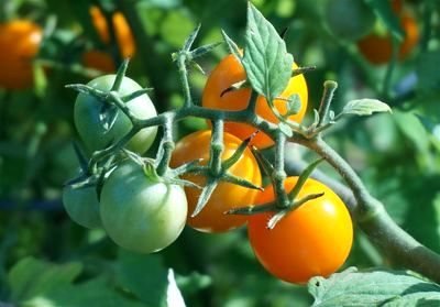 tomater på busken