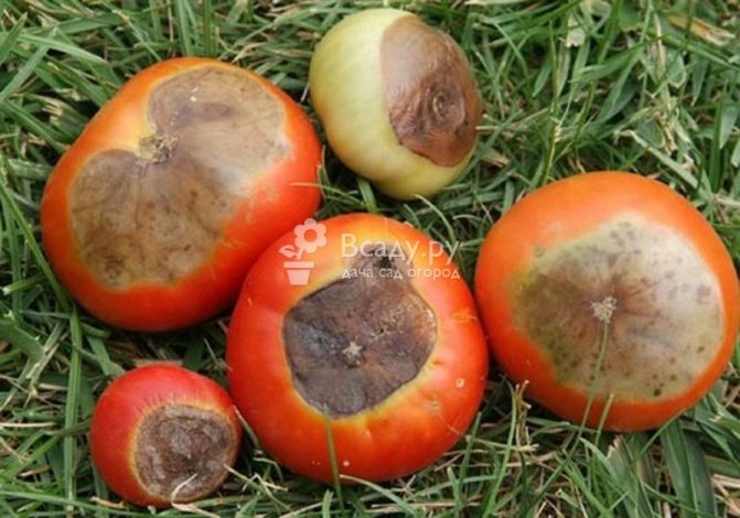 Top rotted tomatoes are not edible